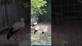 Аист белый (stork white bird ) крупная птица, на высоких ногах, с длинной шеей и длинным клювом Zoo🐦