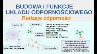 Układ odpornościowy - budowa i funkcje. Rodzaje odporności