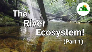 Ecosystems Episode 4: The River Ecosystem! (1/2)