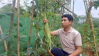 After 60 days of planting and caring for cowpeas, the first fruit was harvested