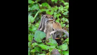 [4K]シマリスの親子の引っ越し　Chipmunk family relocation shorts