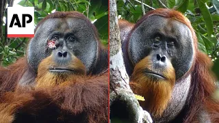 Wild orangutan used medicinal plant to treat wound, scientists say