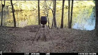 .50 BMG vs deer