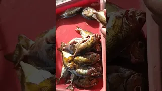 Balawis fish fresh, #cleaningfish #shortyutuber #shortvideo