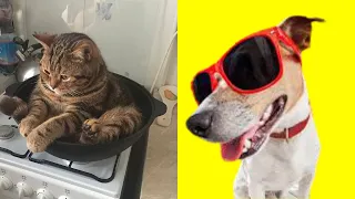 Pets That Will Absolutely Brighten Up Your Day | Top7Animals