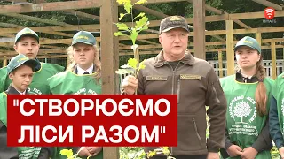 На Вінниччині відновлюють ліси