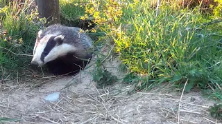 Badger youngsters