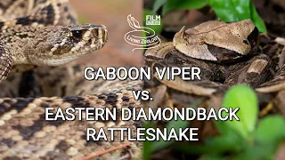 Gaboon viper vs. Eastern diamondback rattlesnake - Battle of the deadly snakes