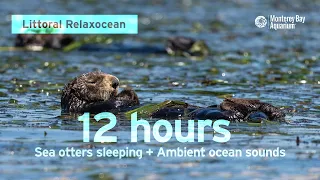 12 Hours Of Sea Otters Sleeping In Monterey Bay | Ambient Ocean Sounds | Littoral Relaxocean