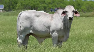 American Gray Brahman Bulls For Sale