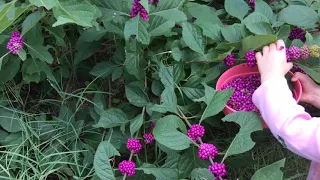 Beautyberry Syrup