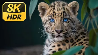 Amazon Expedition 8K ULTRA HD - Relaxing Scenery Film With Soft Music (Colorfully Dynamic)