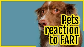 Pets reaction to fart - funny animals scared of farts compilation! (best funny animal compilation)