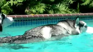 Siberian Husky Pool Day