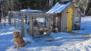 How to Keep Chickens Warm in Below Zero Temperatures. Additional Bonus Tips and Tricks