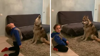 Epic howling competition between boy and his wolf #Shorts