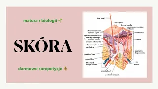 #35 Skóra - powłoka ciała - budowa, funkcje 🤲🏻 matura biologia rozszerzona 🌻 liceum ✅