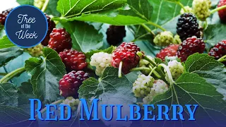Tree of the Week: Red Mulberry