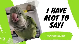 Lago the Quaker Parrot Talking Videos Compilation