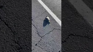 Washington Police Officer Escorts Turtle Off Scorching Roadway