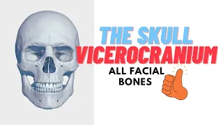 Bones of the Skull: Anatomy, Vicerocranium, Facial bones