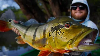 GIANT Jungle Peacock Bass on Jerkbait!! (Colombia Day 5)