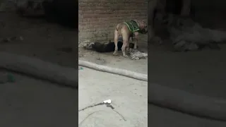 XXL Killed Rottweiler 😲😲😲😲