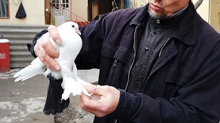 УЧМА КАБУТАРЛАР БАКИНИСКИЙ SHAHRIXON UCHMA KABUTARLARI FLY PIGEONS Голубей