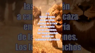 Curiosidades sobre los leones #short #shorts #leones #curiosidades #animales #felinos #leon