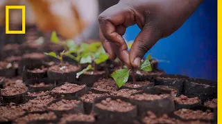 How Sustainable Plantations Help Save Uganda’s Decimated Forests | Short Film Showcase