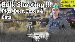 Bulk Shooting Feral Pigs, Deer, Foxes & Cats from the Polaris ATV || 6BR Thermal Scope Kill Shots