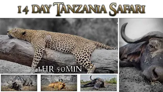 Hunting Leopard & 2x Cape Buffalo in Tanzania Full Movie