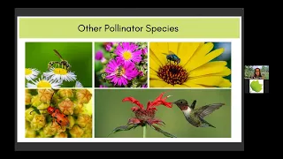 Insect and Pollinator Host Native Plants Live Stream with Dr. Monika Pretz