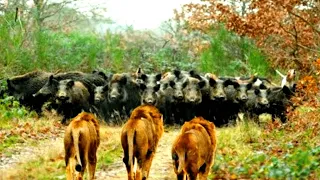 15 Furchtlose Wilde Tiere, Die Sich Herden Nähern