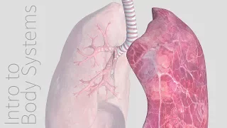 Introduction to the Respiratory System - Animated Tutorial | Complete Anatomy