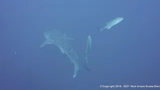 Dive 4 – Dirty Rock – Cocos Island