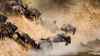 La migration des gnous dans le parc du Serengeti - Documentaire animalier