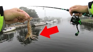 Live Shrimp for CRAZY Canal Action