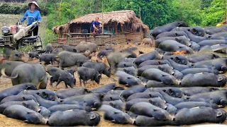 Feed the pigs and farm new crops, stack food for the pigs