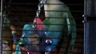 Lovebird mating with her toy "part 1"
