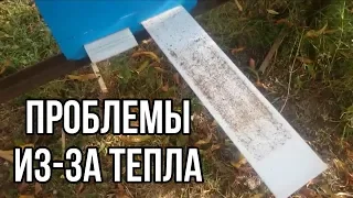 Такая осень уже губит пчел.