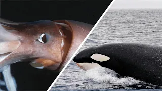 Orca Vs Riesenkalmar - Wer Würde Gewinnen? / Dokumentation