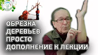 Обрезка деревьев. Дополнение к лекции по обрезке плодовых деревьев.