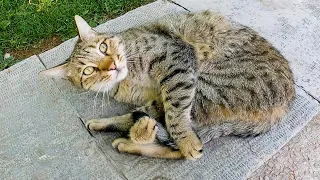 extremely cute and playful tabby cat with a beautiful pattern.