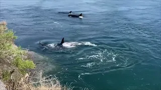 2023 06 15 Biggs orcas in Active Pass just hanging out!