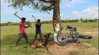 Smart Dogs Help Boys To Find King Cobra - Battle Dogs Vs King Cobra