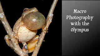 Macro Photography with the Olympus