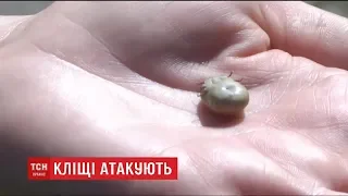 В Україні знайшли інфікованих кліщів
