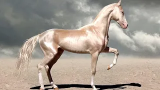 Journey into Elegance: Akhal Teke Horses Unveiled - Explore the Beauty and History 🐎✨