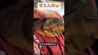 【保護猫】1年経ったら物凄い甘えん坊になりました😅